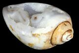 Chalcedony Replaced Gastropod With Druzy Quartz - India #141343-1